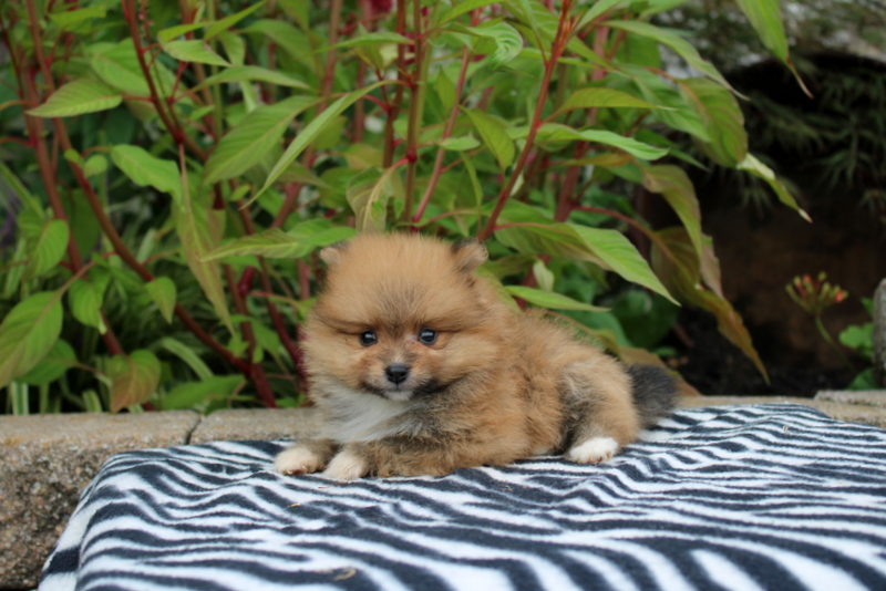 puppy, for, sale, Pomeranian, Matthew B. Stoltzfus, dog, breeder, Gap, PA, dog-breeder, puppy-for-sale, forsale, nearby, find, puppyfind, locator, puppylocator, aca